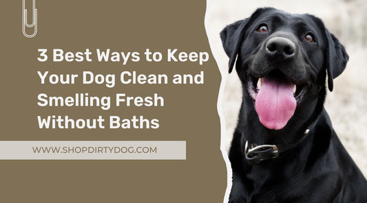 3 Best Ways to Keep Your Dog Clean and Smelling Fresh Without Baths