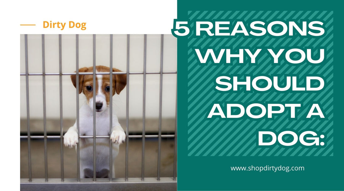 5 Reasons Why You Should Adopt A Dog: Puppy Adoption Resources for the USA
