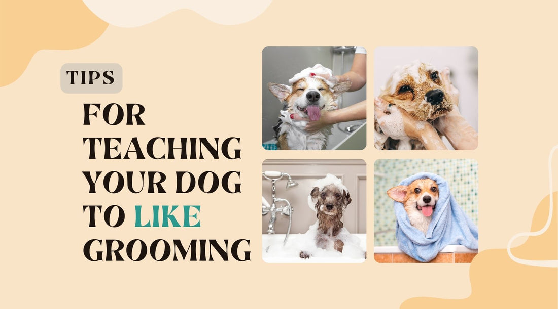 Tips For Teaching Your Dog To Like Grooming: Easy Steps to Easy Dog Baths